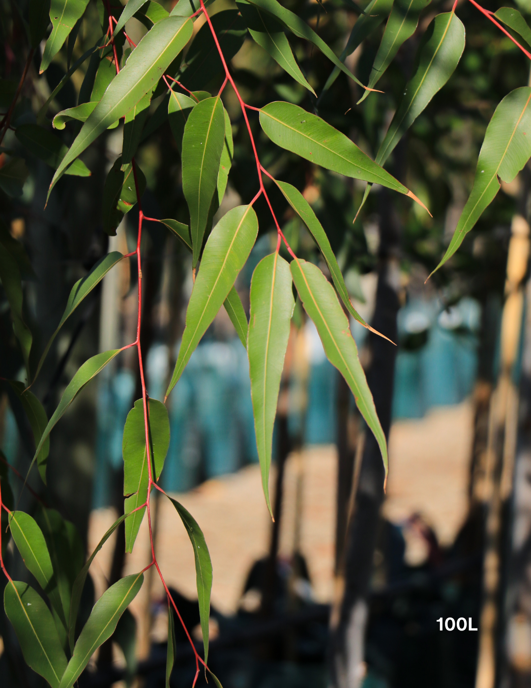 Corymbia citriodora - Lemon Scented Gum - Evergreen Trees Direct