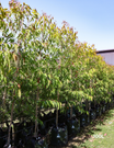 Corymbia citriodora 'Scentuous' - Evergreen Trees Direct