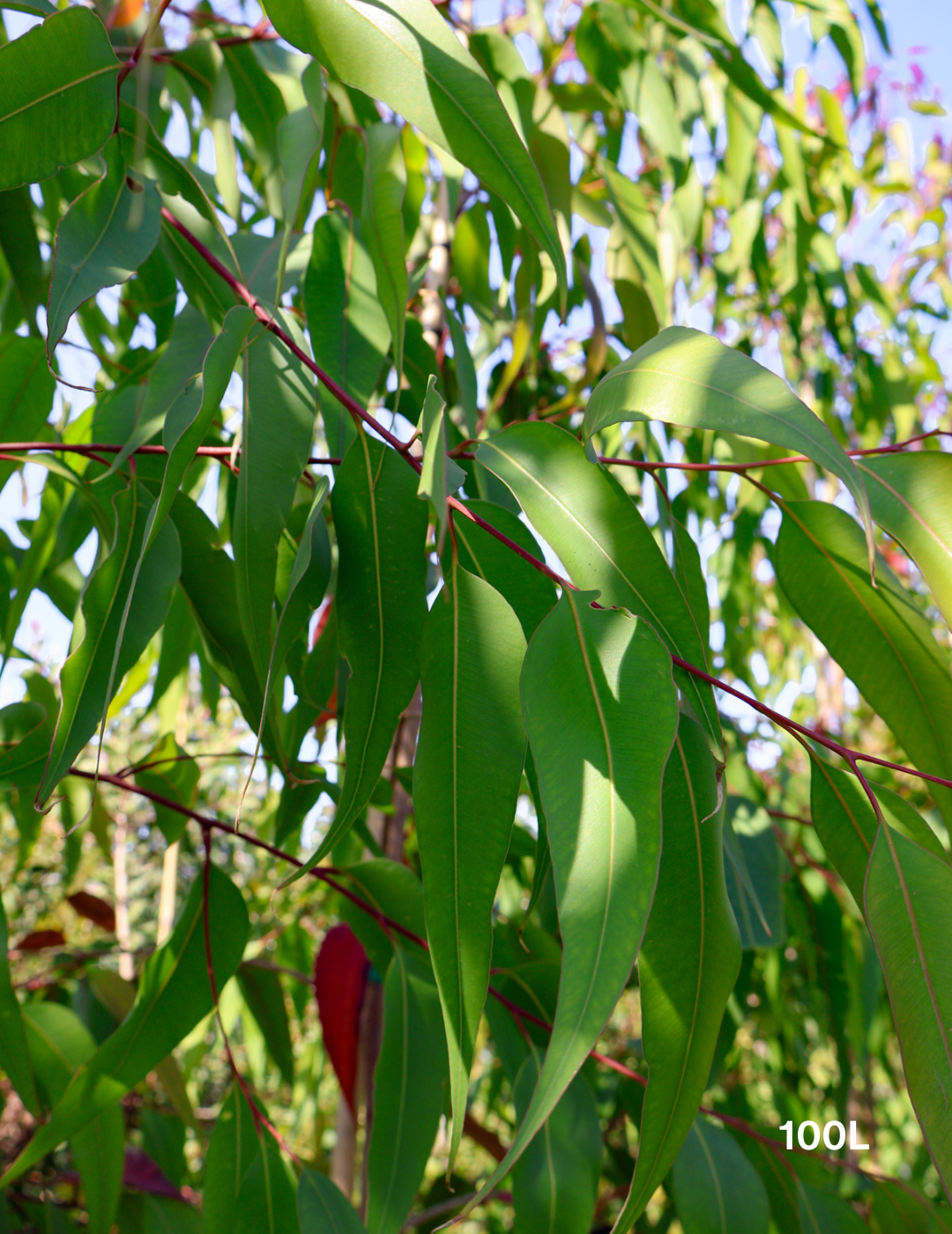 Corymbia citriodora 'Scentuous' - Evergreen Trees Direct