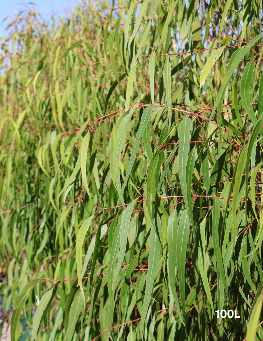 Corymbia citriodora 'Scentuous' - Evergreen Trees Direct