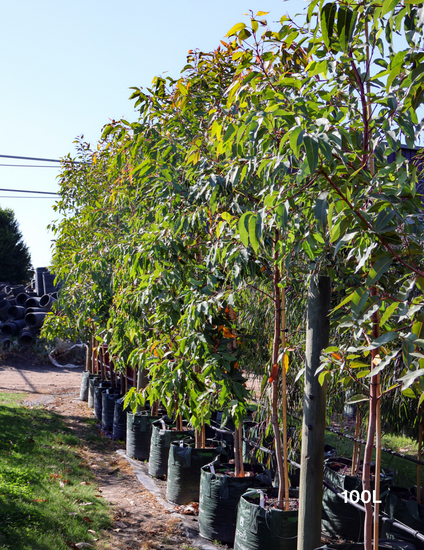 Corymbia Ficifolia - Evergreen Trees Direct