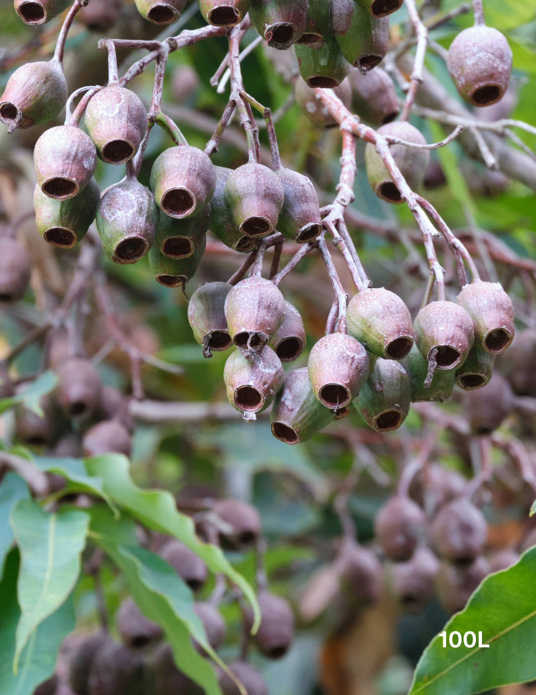 Corymbia Ficifolia - Evergreen Trees Direct
