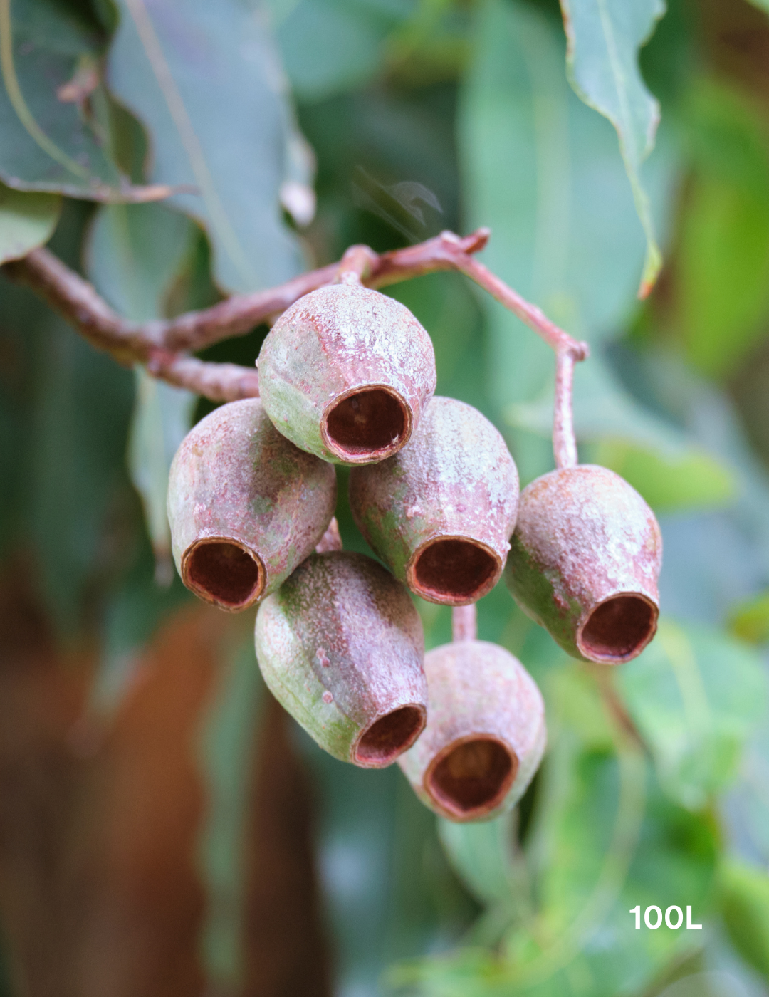 Corymbia Ficifolia - Evergreen Trees Direct