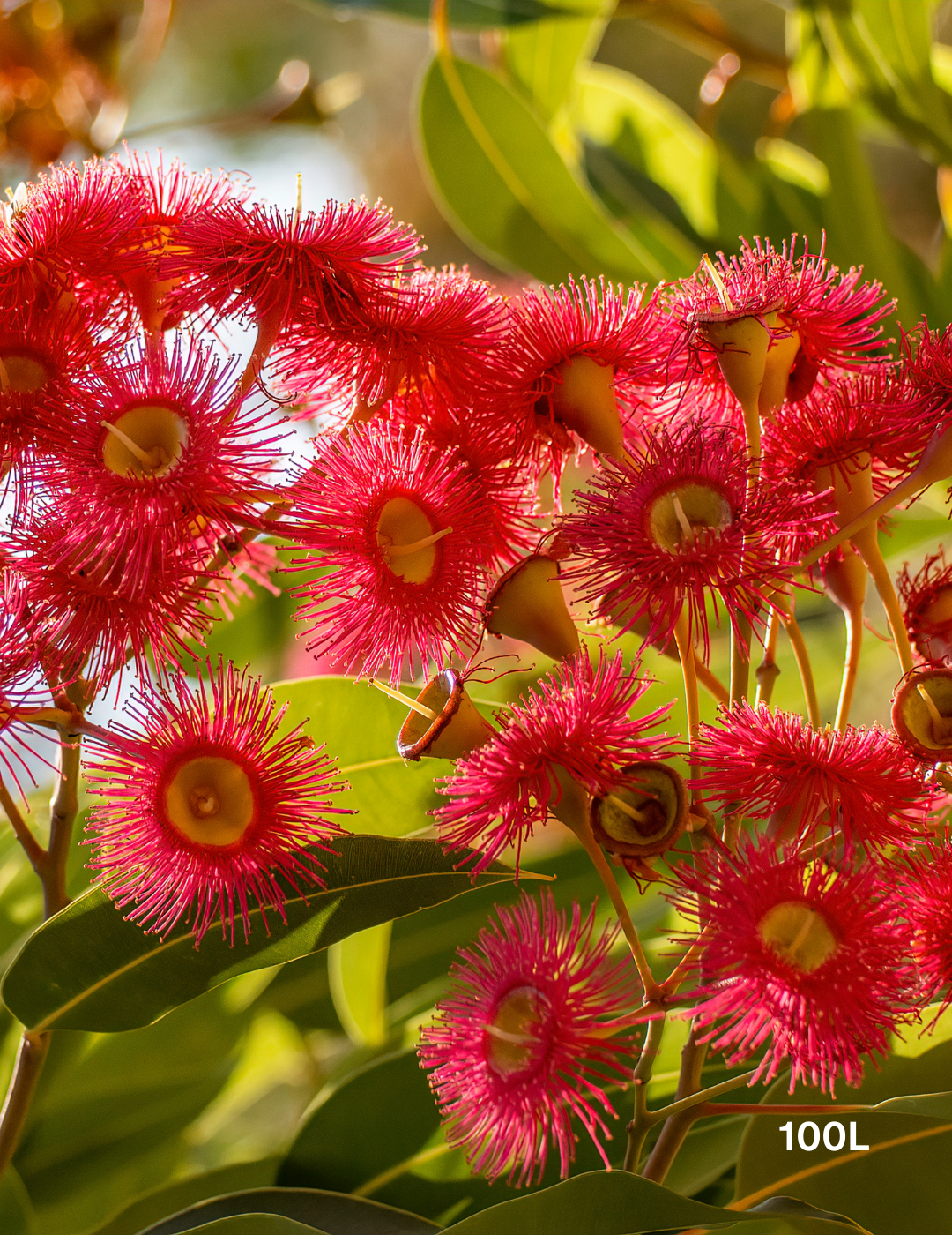 Corymbia Ficifolia - Evergreen Trees Direct