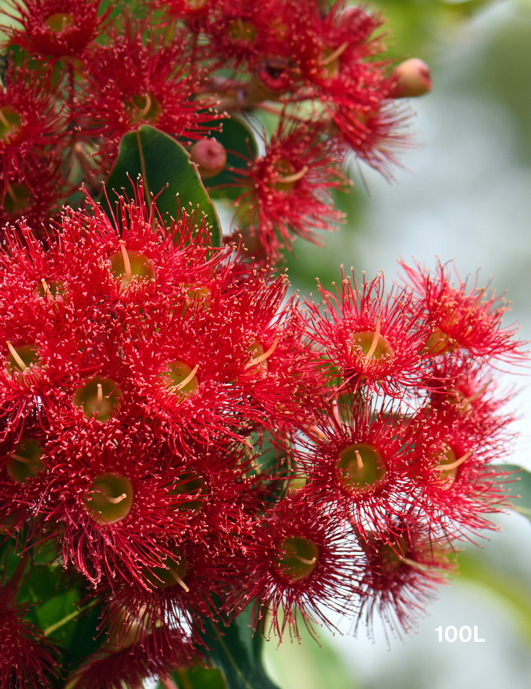 Corymbia Ficifolia - Evergreen Trees Direct