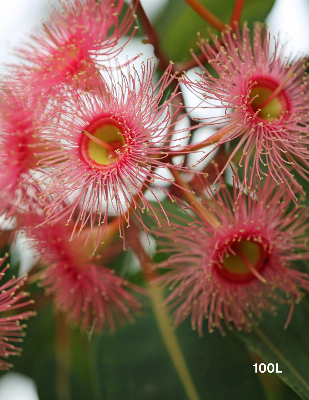 Corymbia Ficifolia - Evergreen Trees Direct