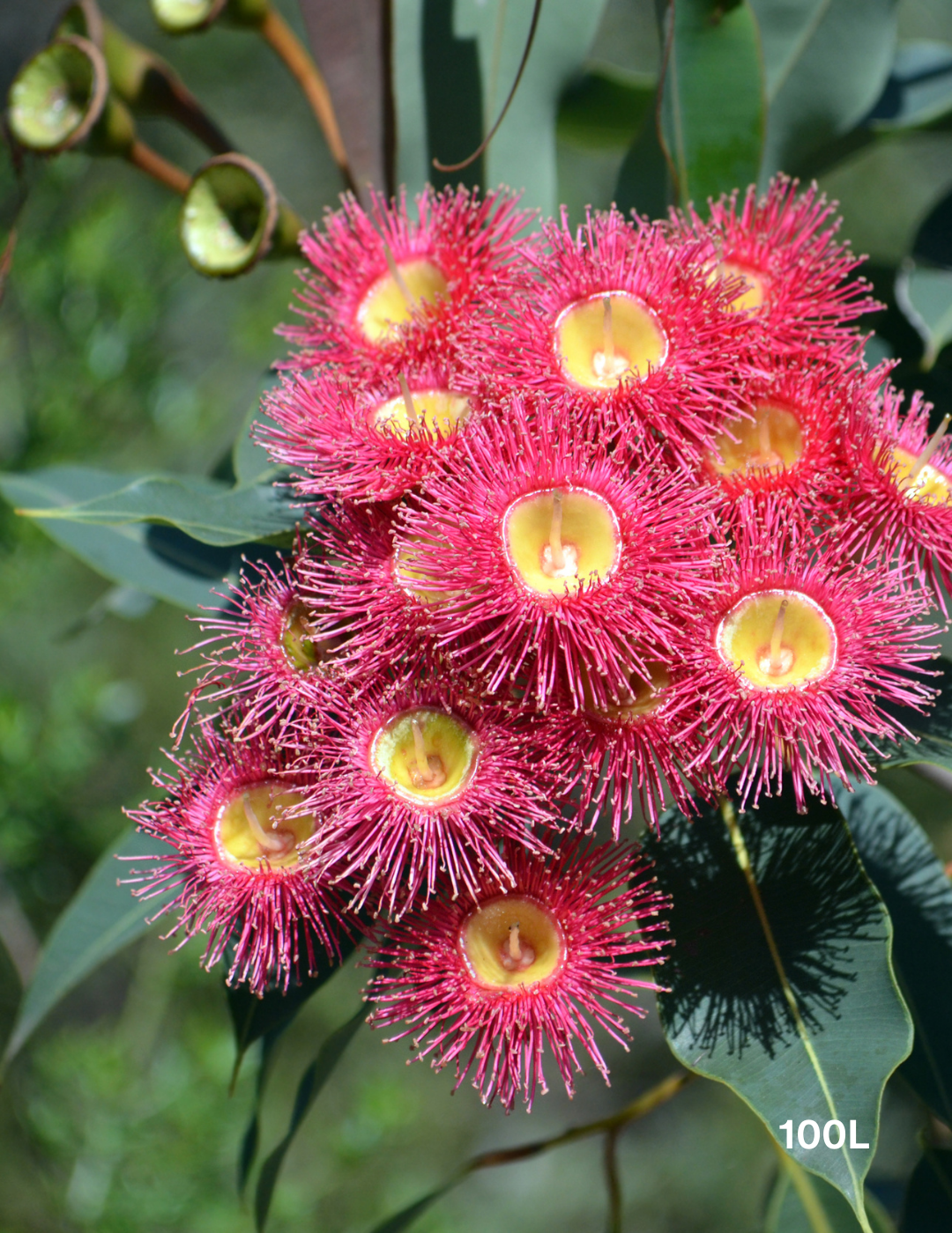 Corymbia Ficifolia - Evergreen Trees Direct
