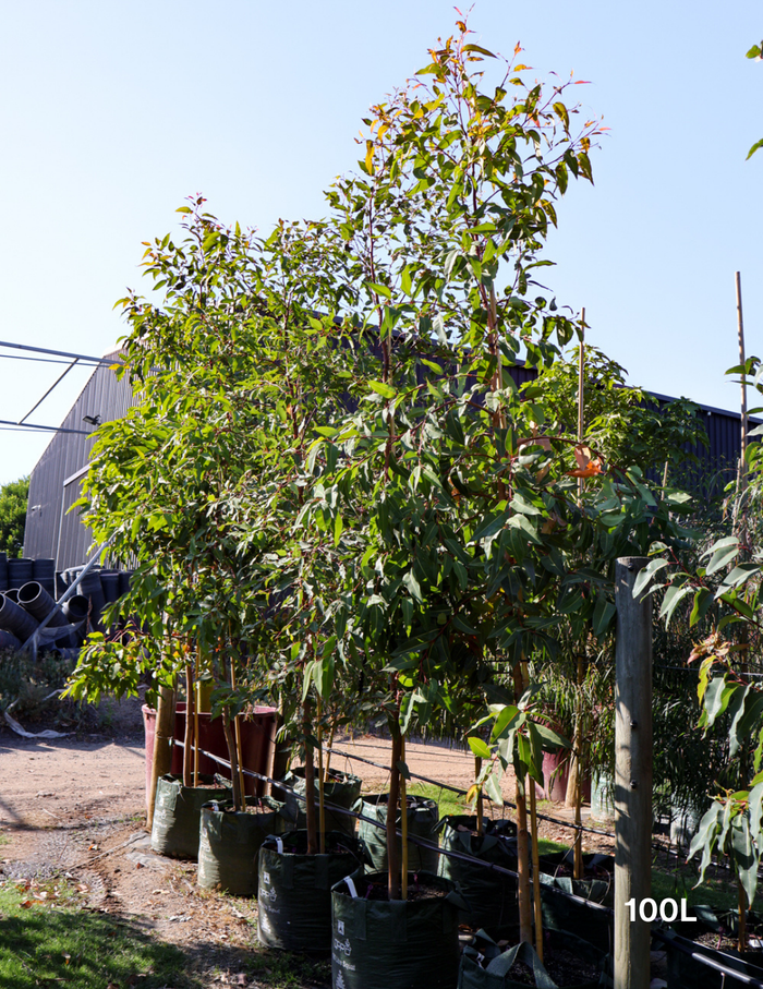 Corymbia Ficifolia - Evergreen Trees Direct