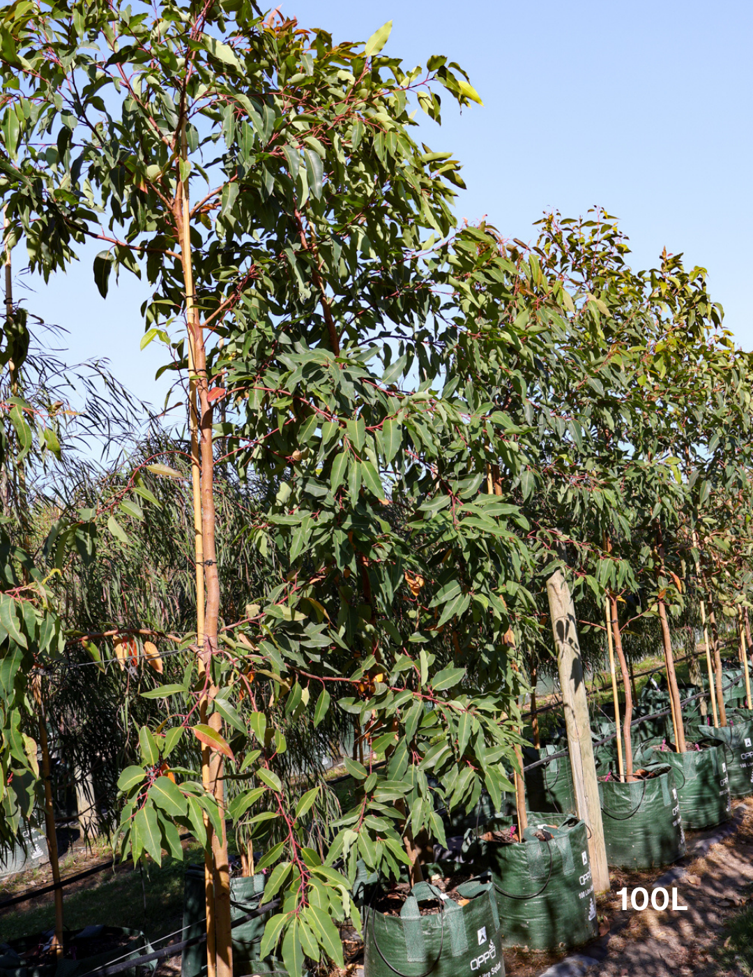 Corymbia Ficifolia - Evergreen Trees Direct
