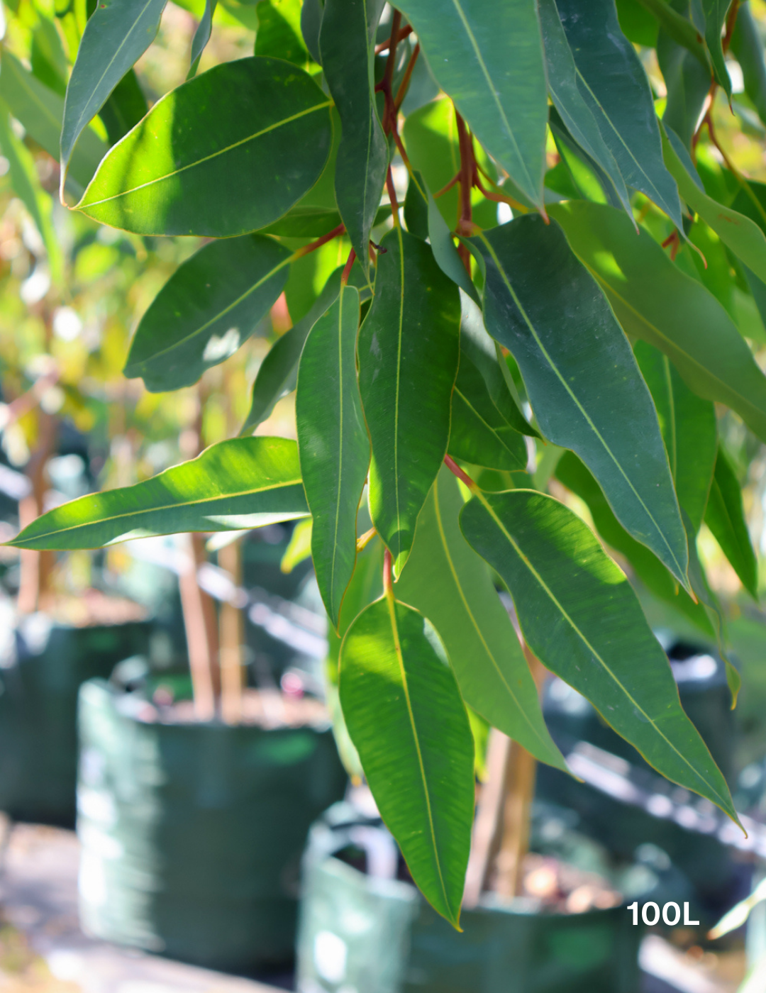 Corymbia Ficifolia - Evergreen Trees Direct