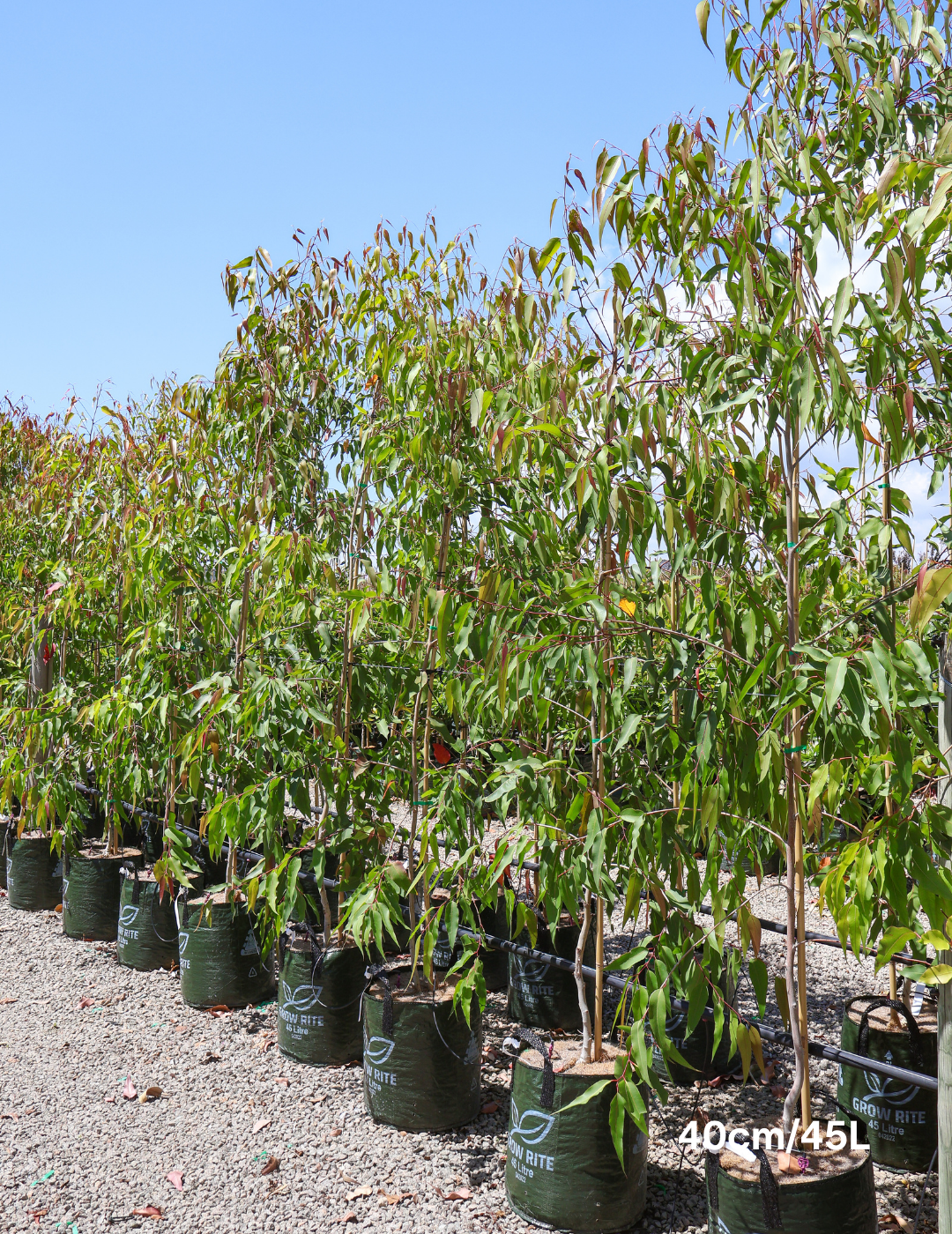 Corymbia Ficifolia - Evergreen Trees Direct