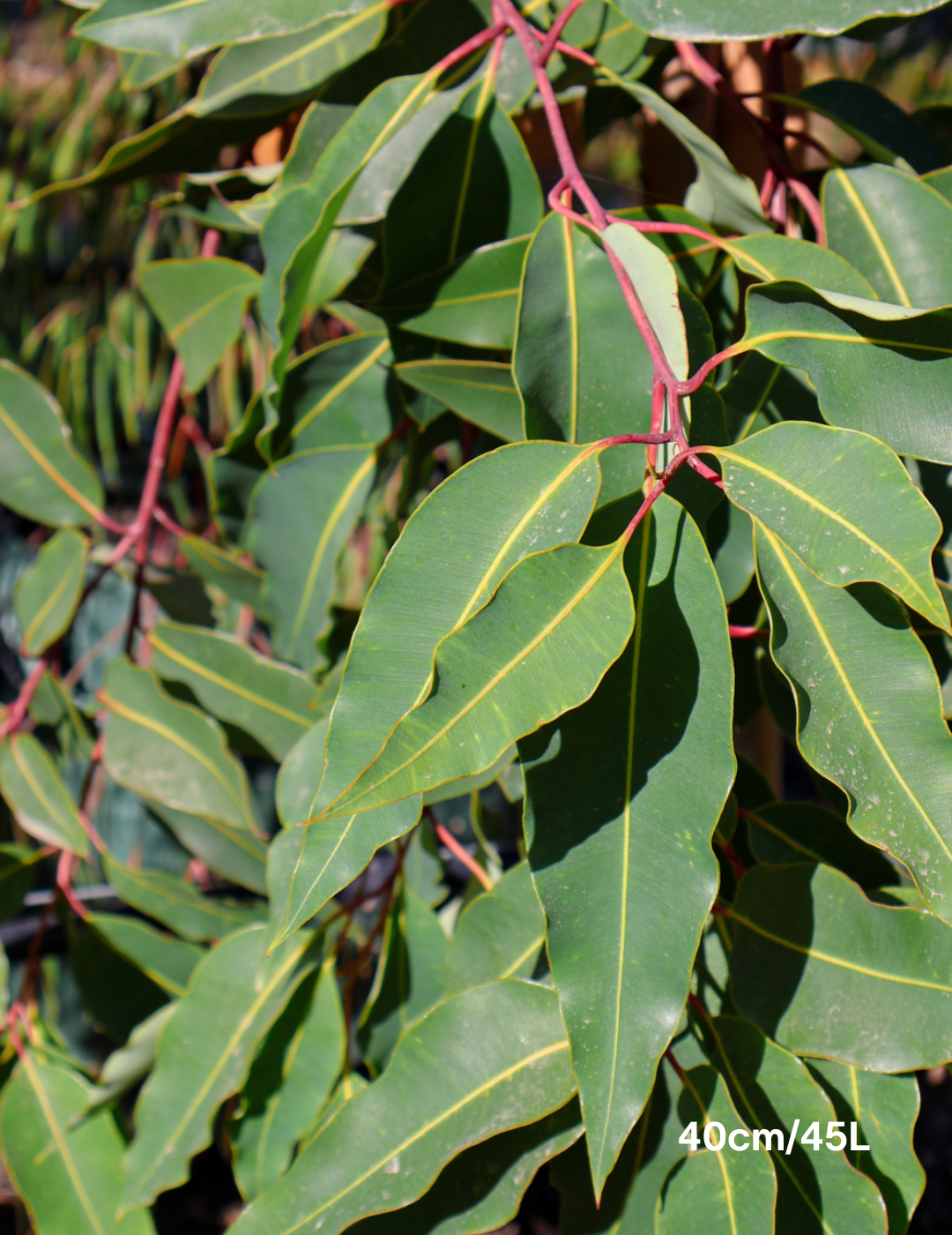 Corymbia Ficifolia - Evergreen Trees Direct