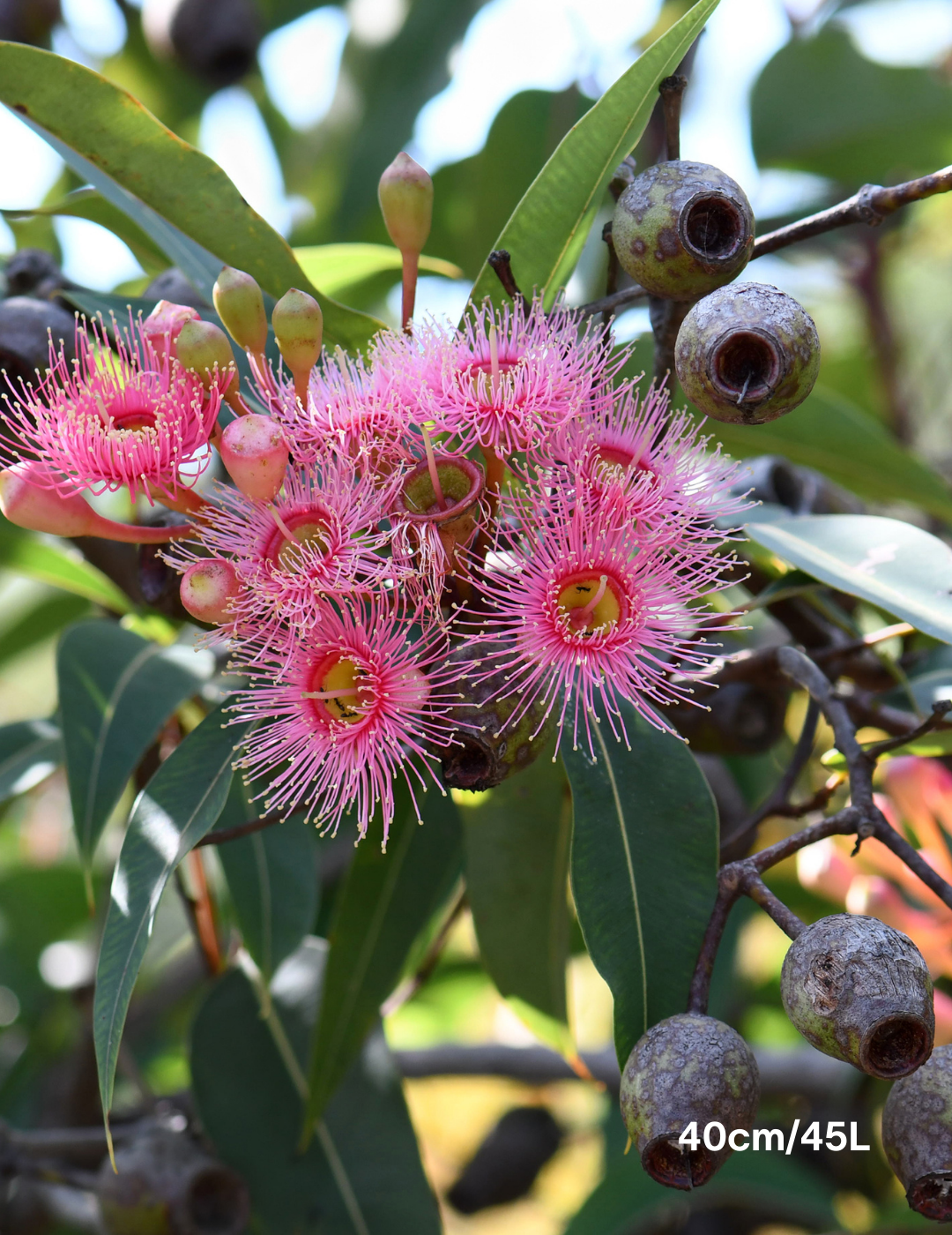 Corymbia Ficifolia - Evergreen Trees Direct
