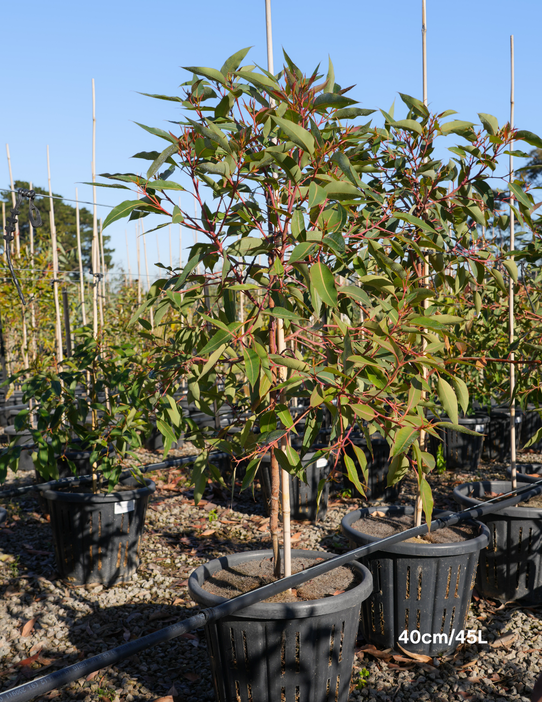Corymbia Ficifolia 'Baby Orange' - Evergreen Trees Direct