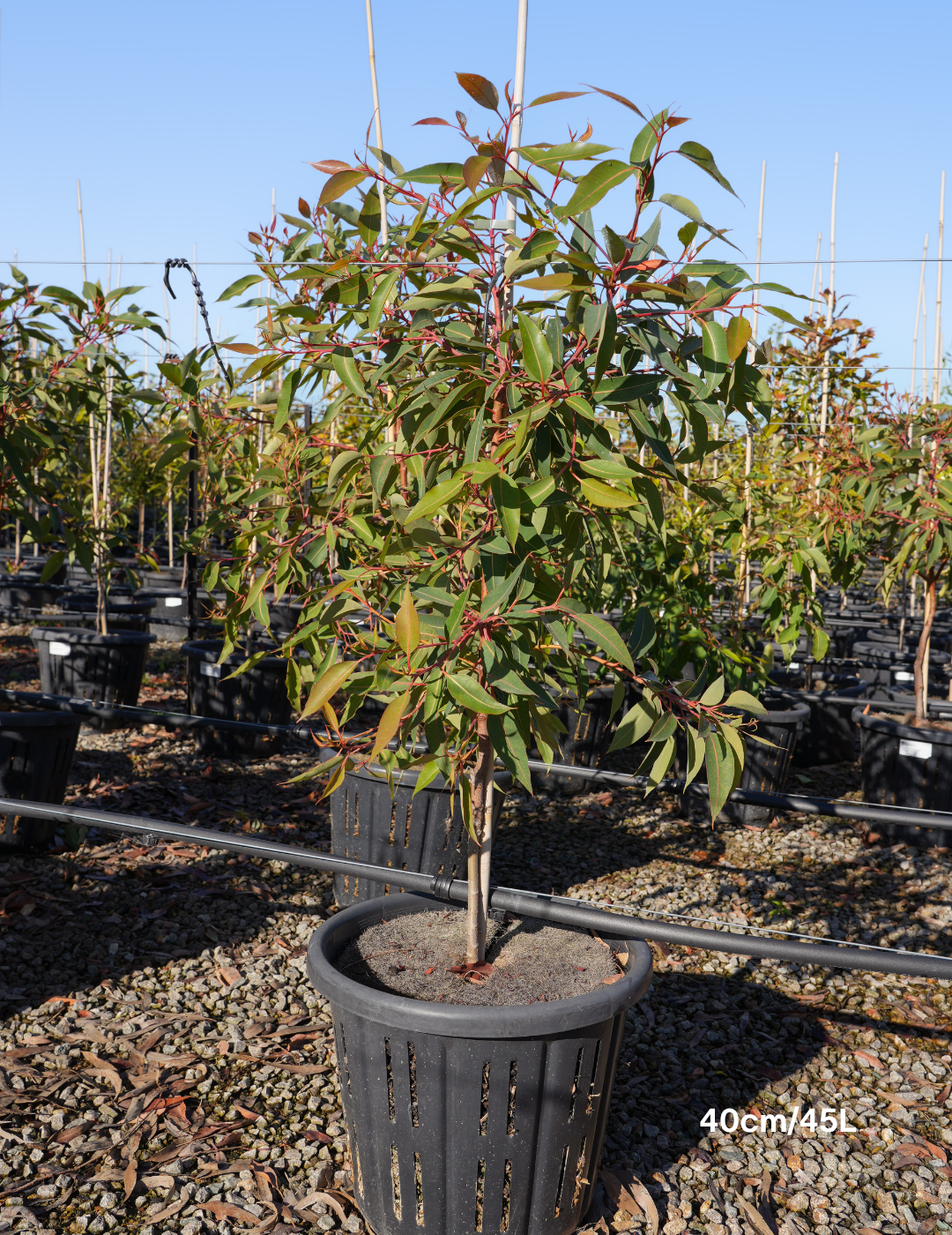 Corymbia Ficifolia 'Baby Orange' - Evergreen Trees Direct