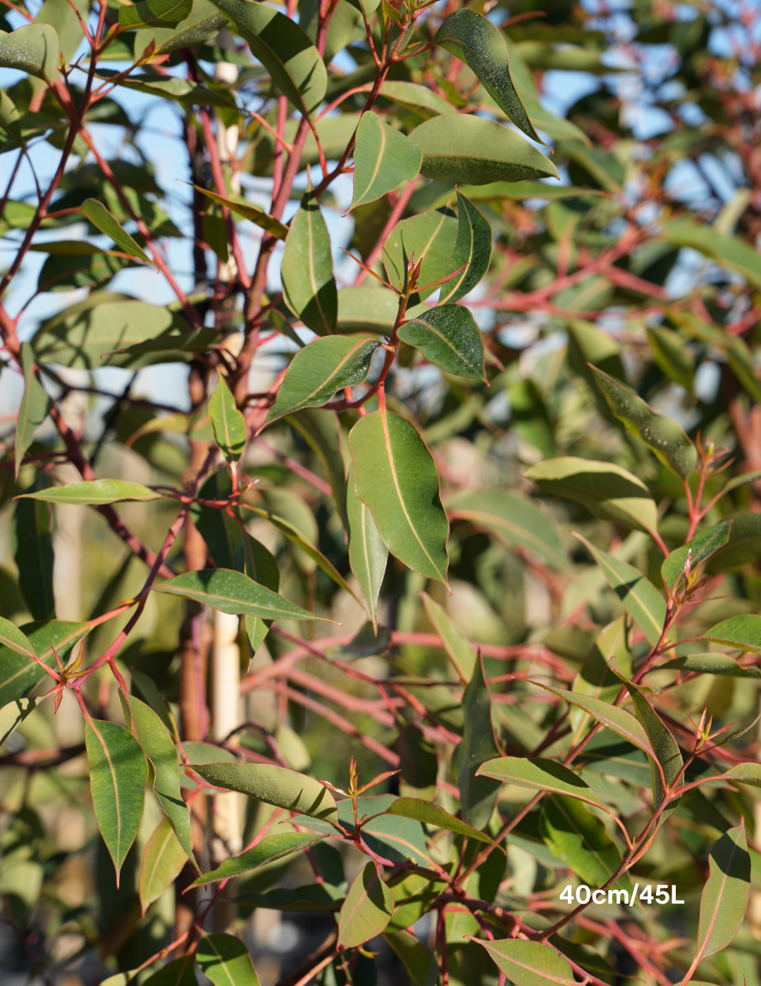 Corymbia Ficifolia 'Baby Orange' - Evergreen Trees Direct