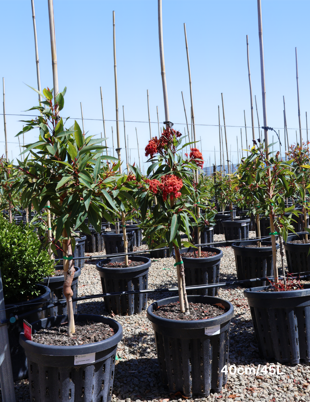 Corymbia ficifolia 'Calypso'