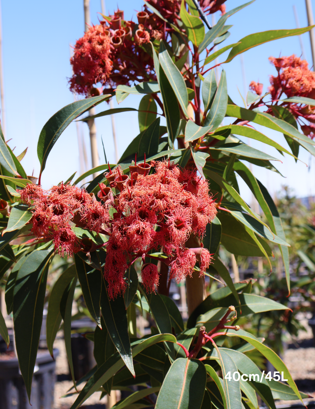 Corymbia ficifolica 'Calypso' - Evergreen Trees Direct