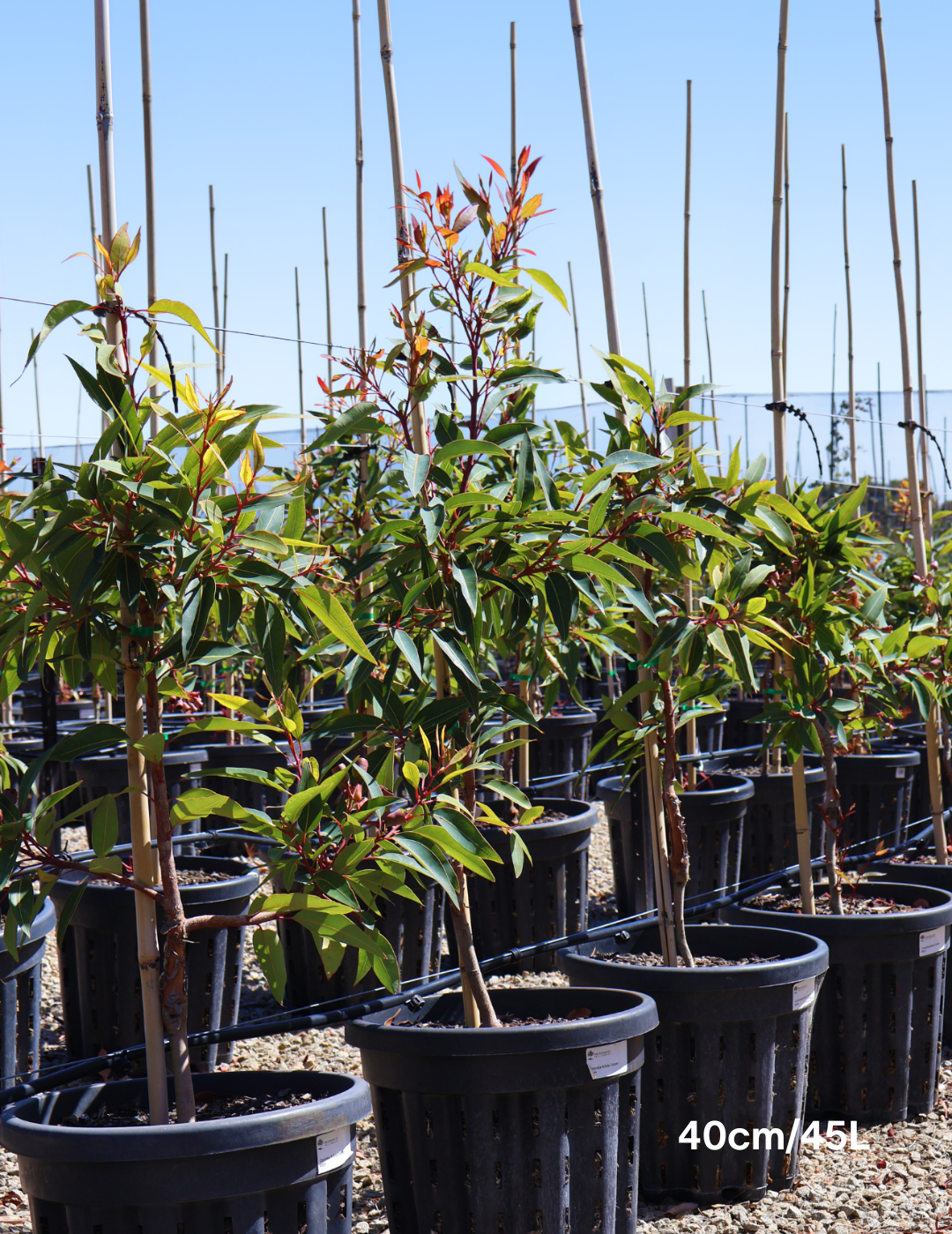 Corymbia ficifolica 'Calypso' - Evergreen Trees Direct