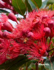 Corymbia ficifolica 'Calypso' - Evergreen Trees Direct