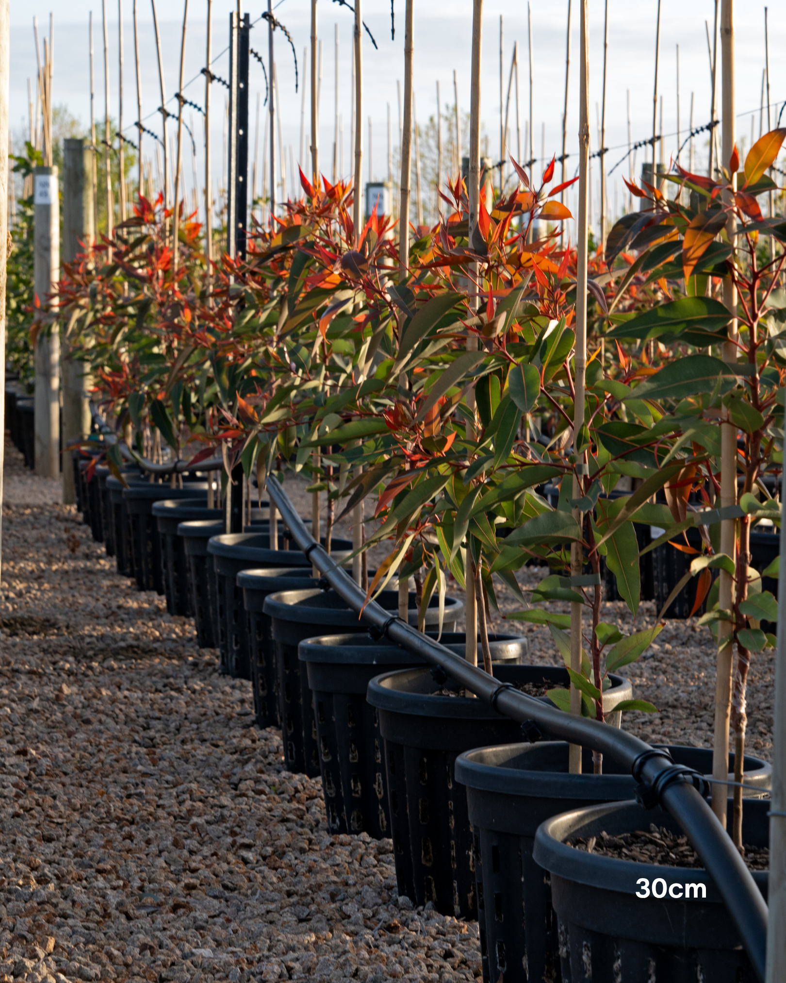 Corymbia ficifolia 'Wildfire'