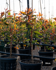Corymbia ficifolia 'Wildfire'