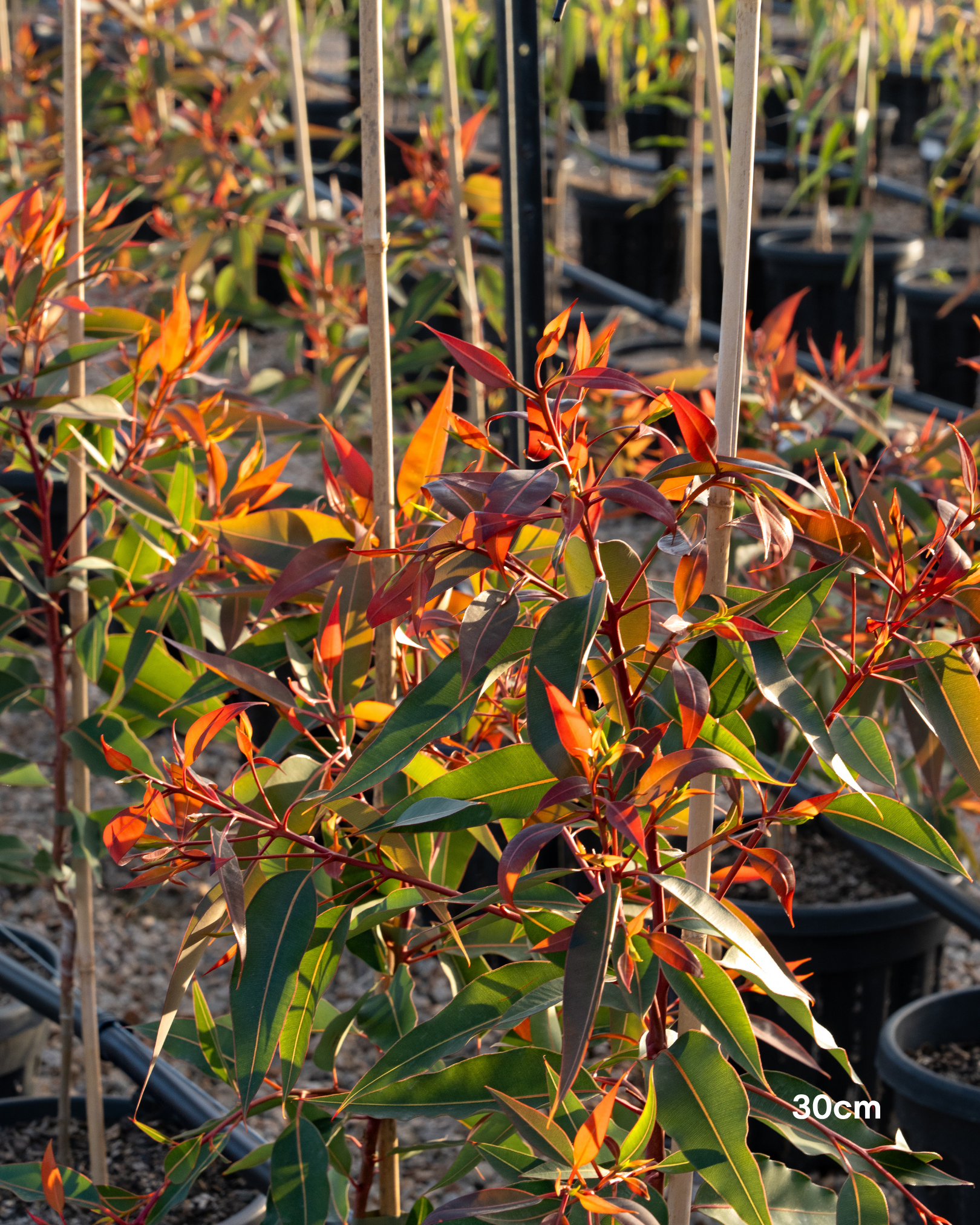 Corymbia ficifolia 'Wildfire'