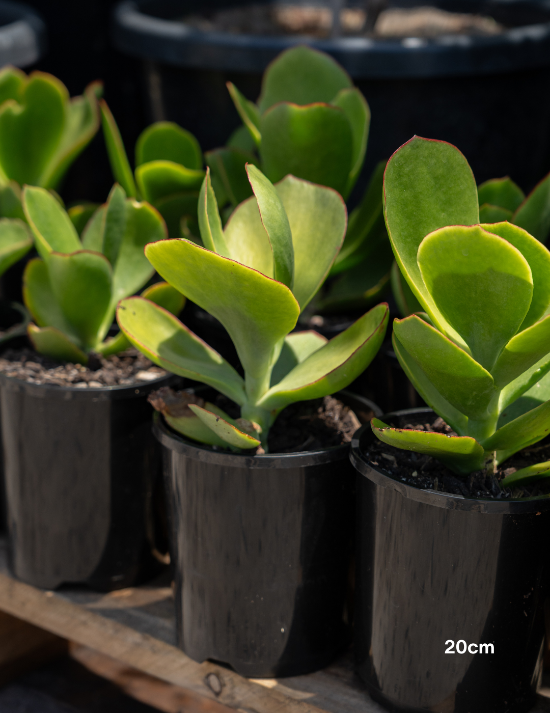 Cotyledon orbiculata var. oblonga ‘Macrantha’ – Pig’s Ear Succulent - Evergreen Trees Direct