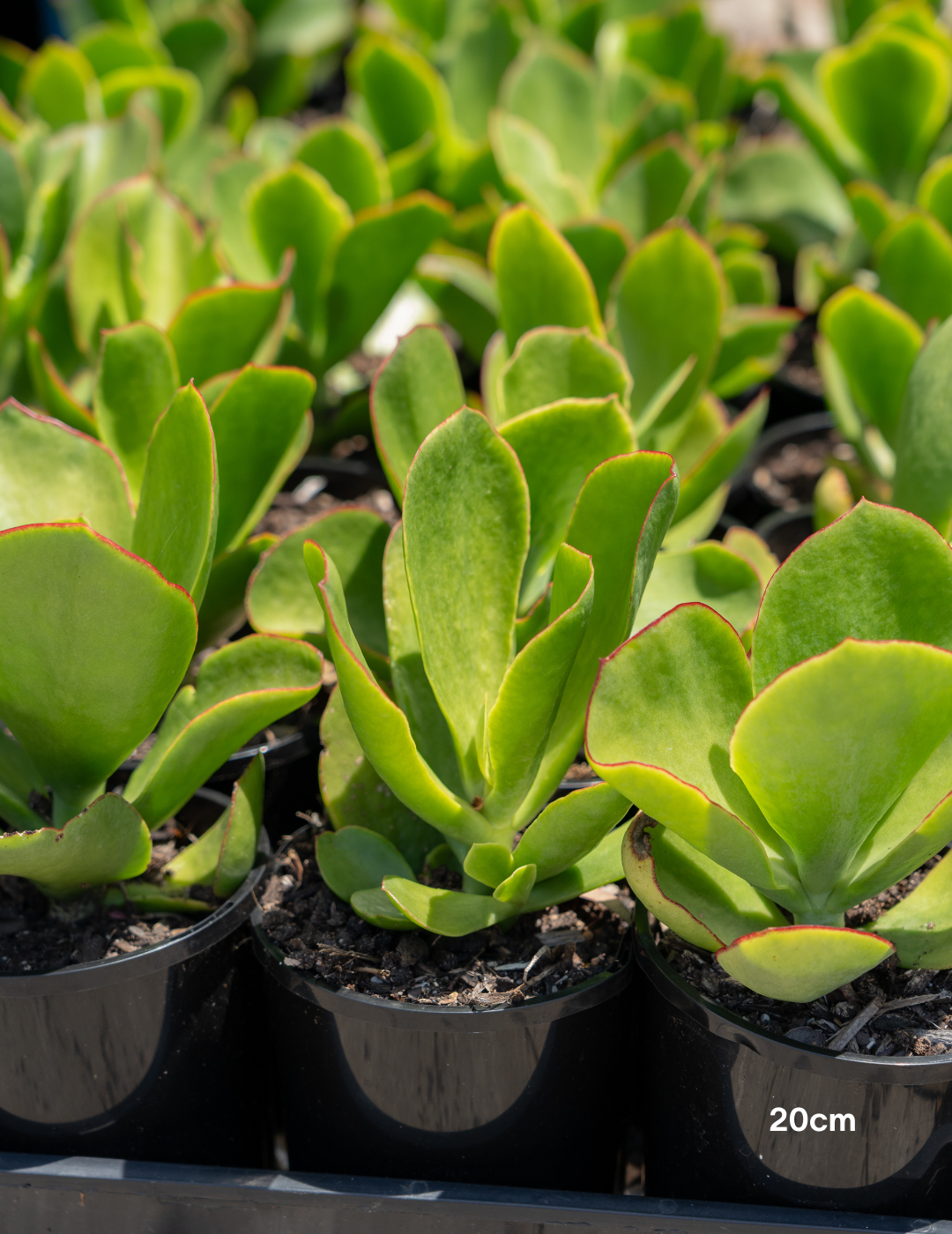 Cotyledon orbiculata var. oblonga ‘Macrantha’ – Pig’s Ear Succulent - Evergreen Trees Direct