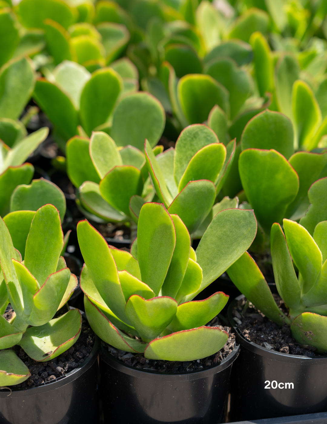 Cotyledon orbiculata 'Macrantha' – Pig's Ear Succulent | Drought Tolerant  Plant