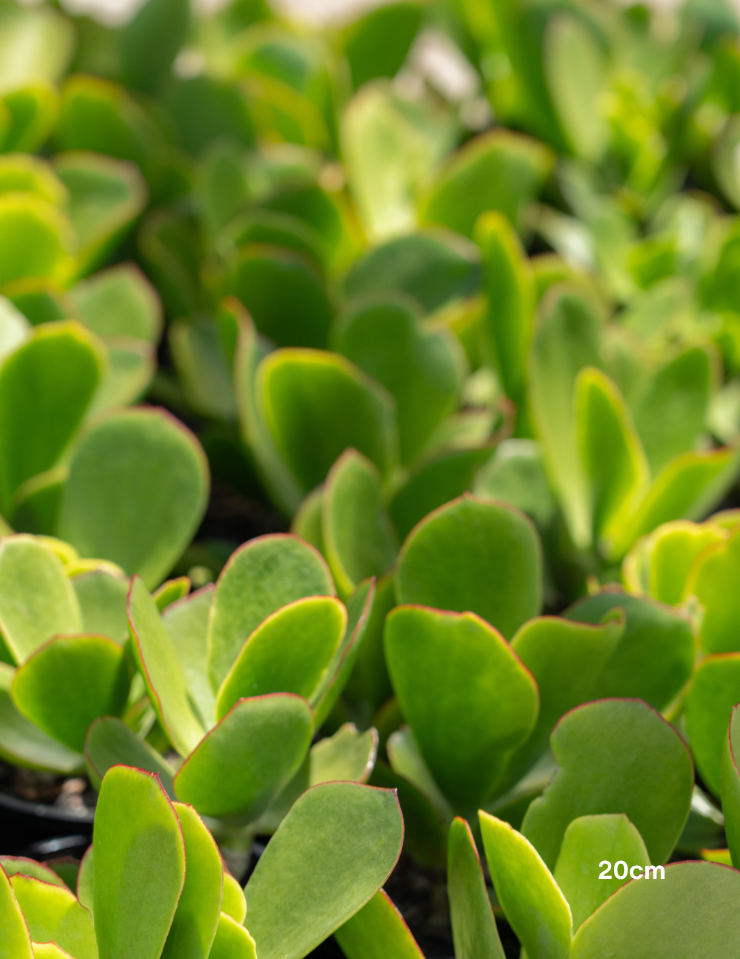 Cotyledon orbiculata var. oblonga ‘Macrantha’ – Pig’s Ear Succulent - Evergreen Trees Direct