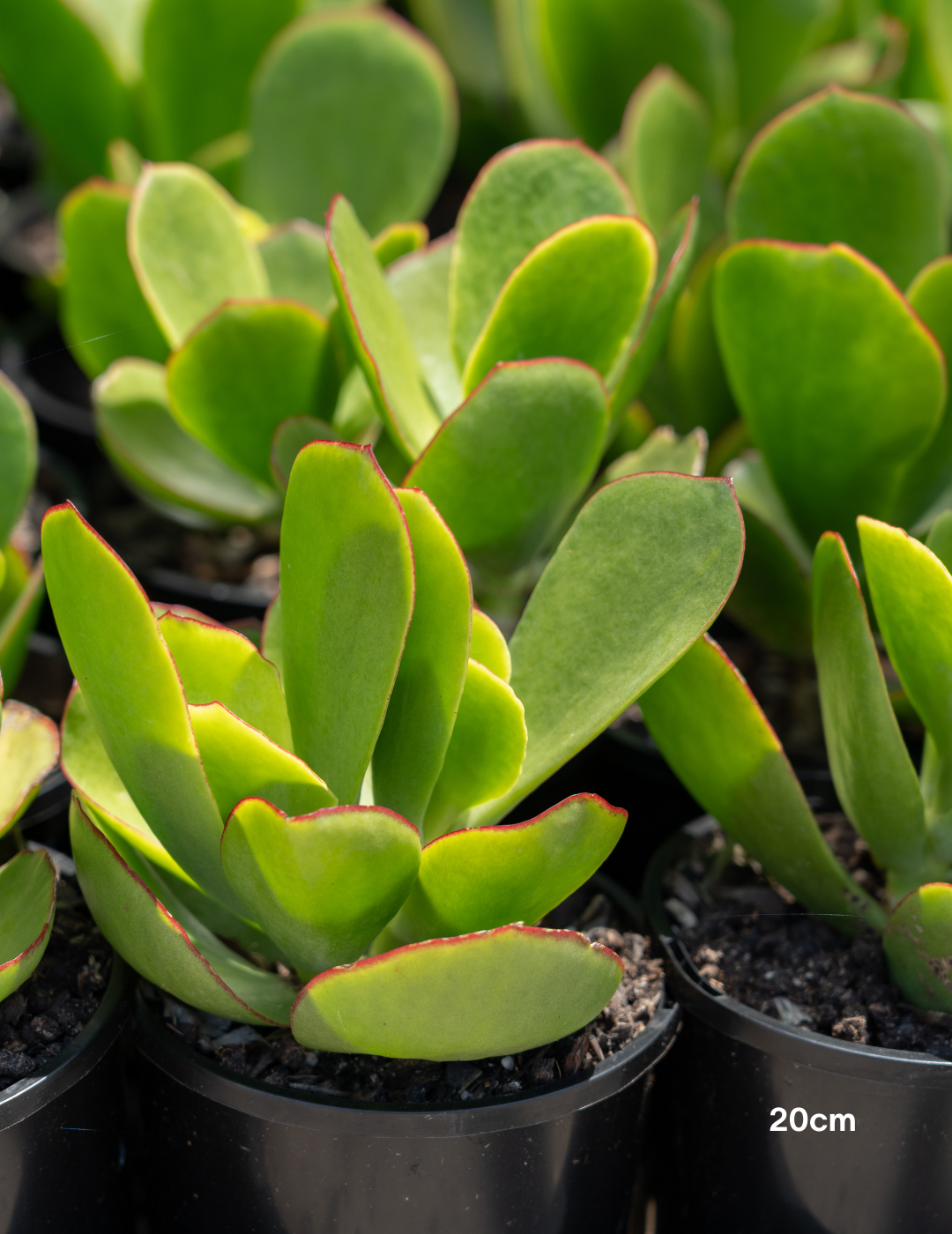 Cotyledon orbiculata var. oblonga ‘Macrantha’ – Pig’s Ear Succulent - Evergreen Trees Direct