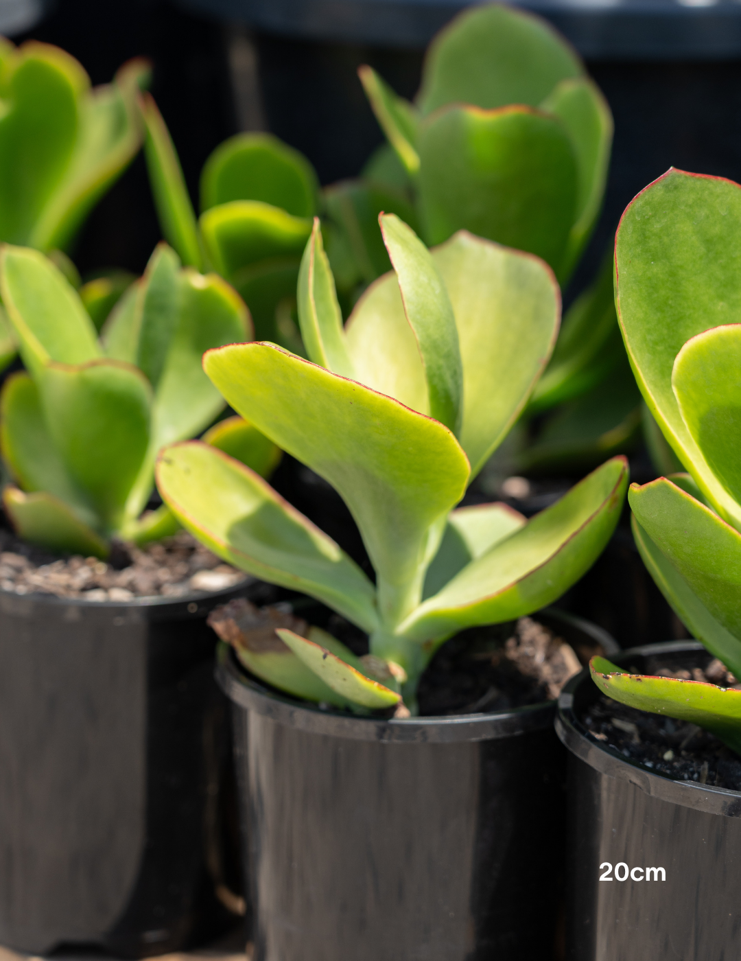 Cotyledon orbiculata var. oblonga ‘Macrantha’ – Pig’s Ear Succulent - Evergreen Trees Direct
