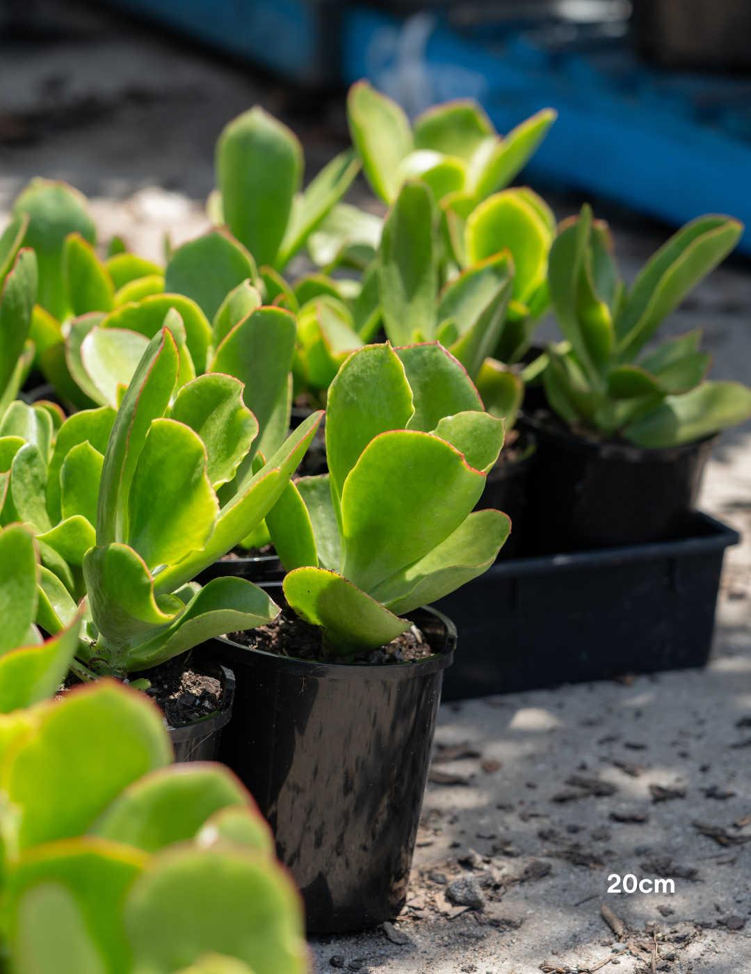 pig's ear succulent plant Cotyledon orbiculata 'Macrantha' – Pig's Ear Succulent | Drought Tolerant  Plant