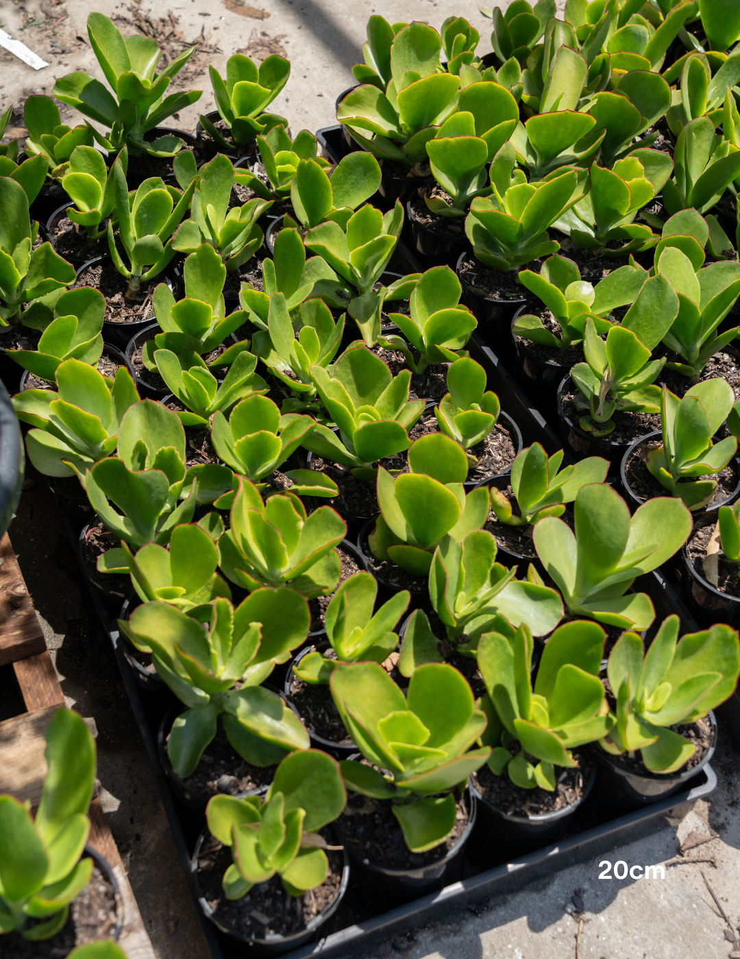 cotyledon macrantha succulent Cotyledon orbiculata 'Macrantha' – Pig's Ear Succulent | Drought Tolerant  Plant