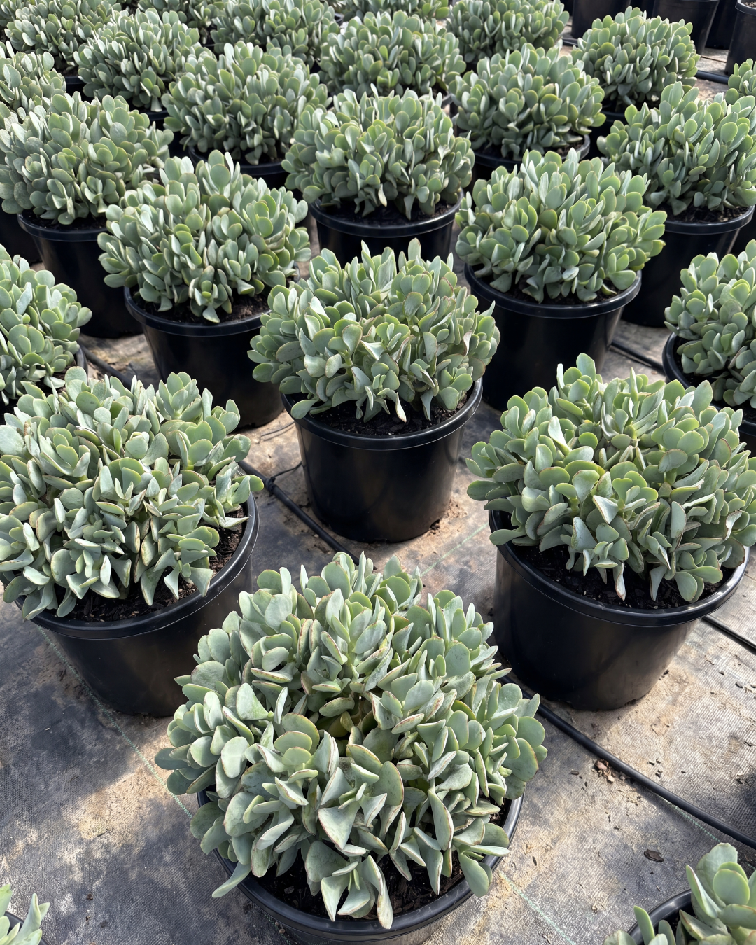 Crassula ‘Blue Bird’ – Blue Bird Jade Plant