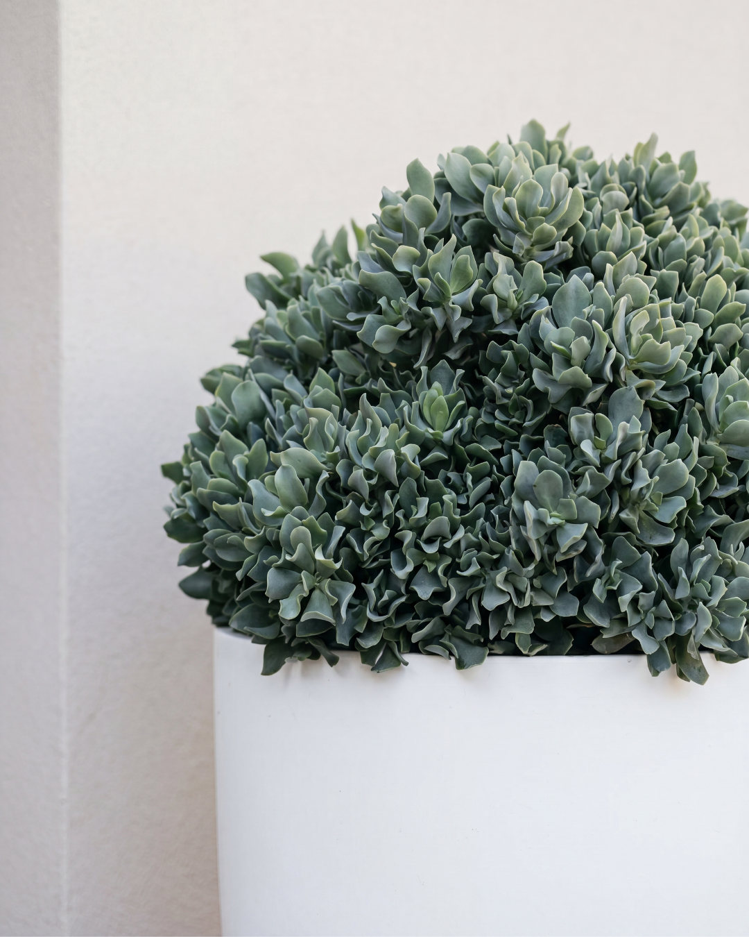 Crassula ‘Blue Bird’ – Blue Bird Jade Plant