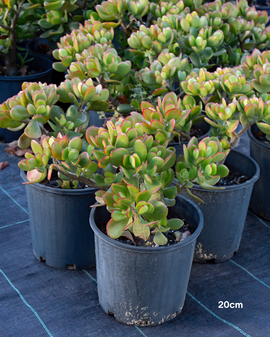 Crassula ovata 'Compacta' – Compact Jade Plant