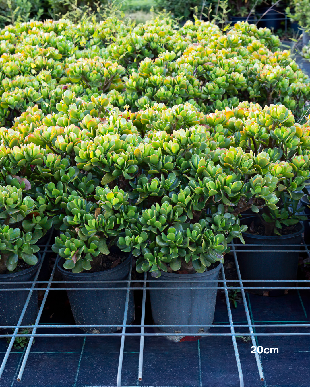 Crassula ovata 'Compacta' – Compact Jade Plant