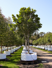 Cupaniopsis anacardioides - Tuckeroo Tree - Evergreen Trees Direct