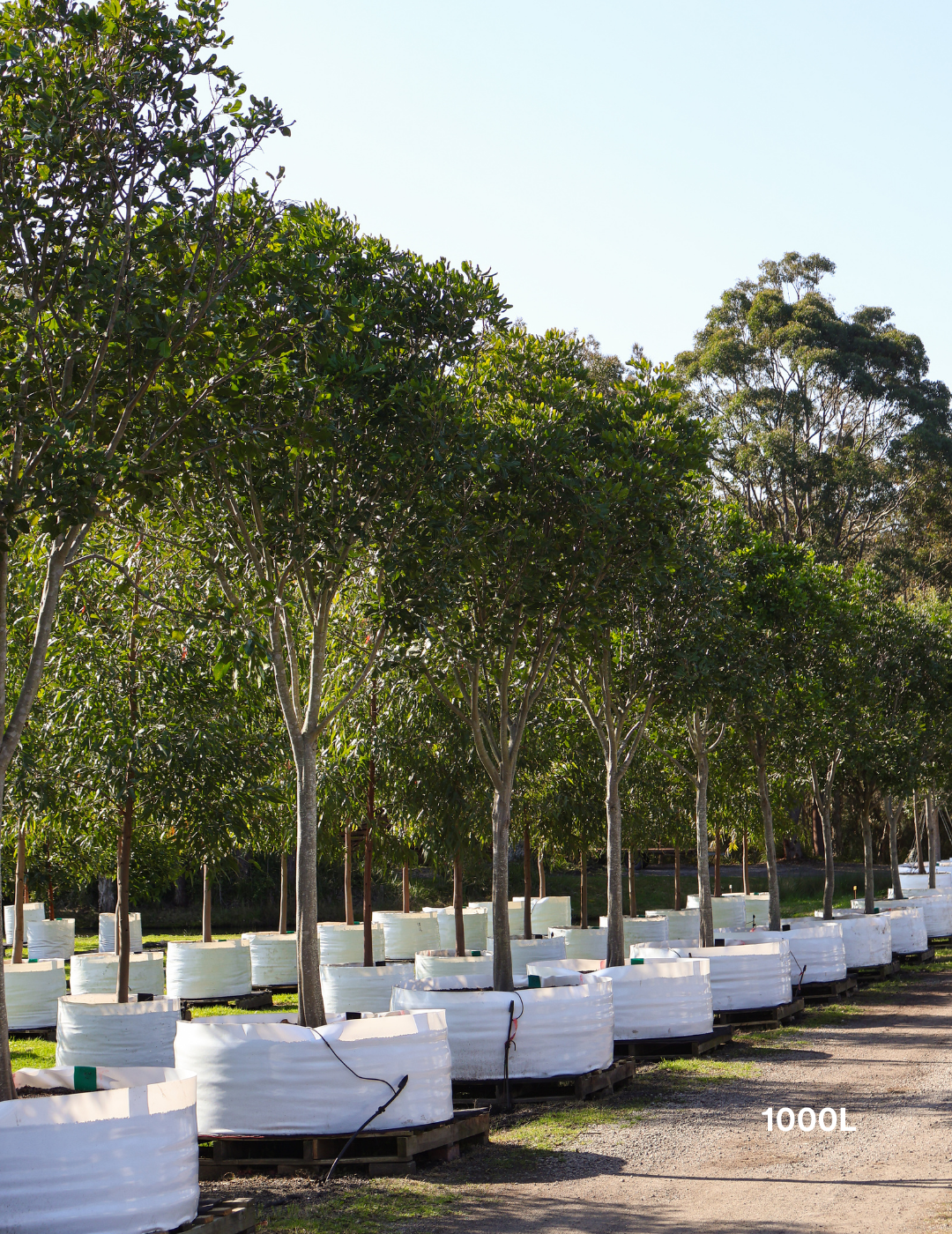 Cupaniopsis anacardioides - Tuckeroo Tree - Evergreen Trees Direct