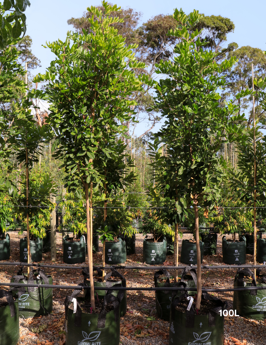 Cupaniopsis anacardioides - Tuckeroo Tree