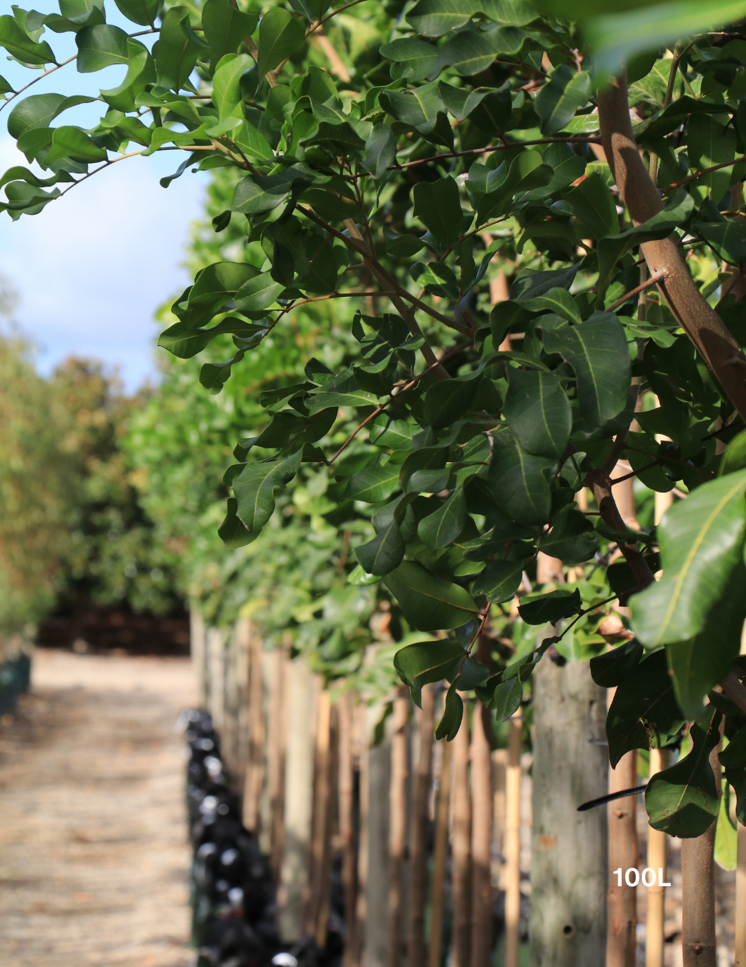 Cupaniopsis anacardioides - Tuckeroo Tree - Evergreen Trees Direct