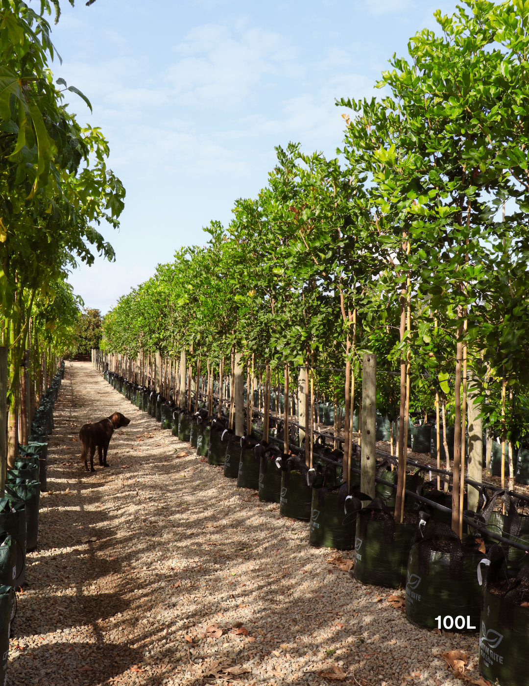 Cupaniopsis anacardioides - Tuckeroo Tree - Evergreen Trees Direct