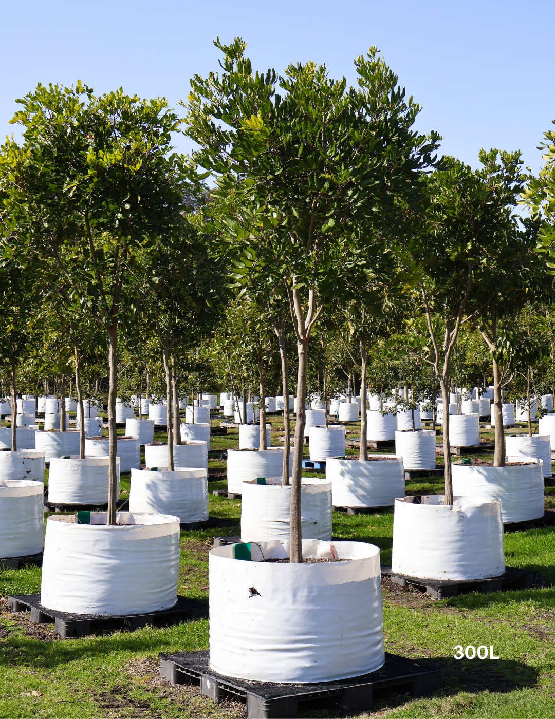 Cupaniopsis anacardioides - Tuckeroo Tree - Evergreen Trees Direct