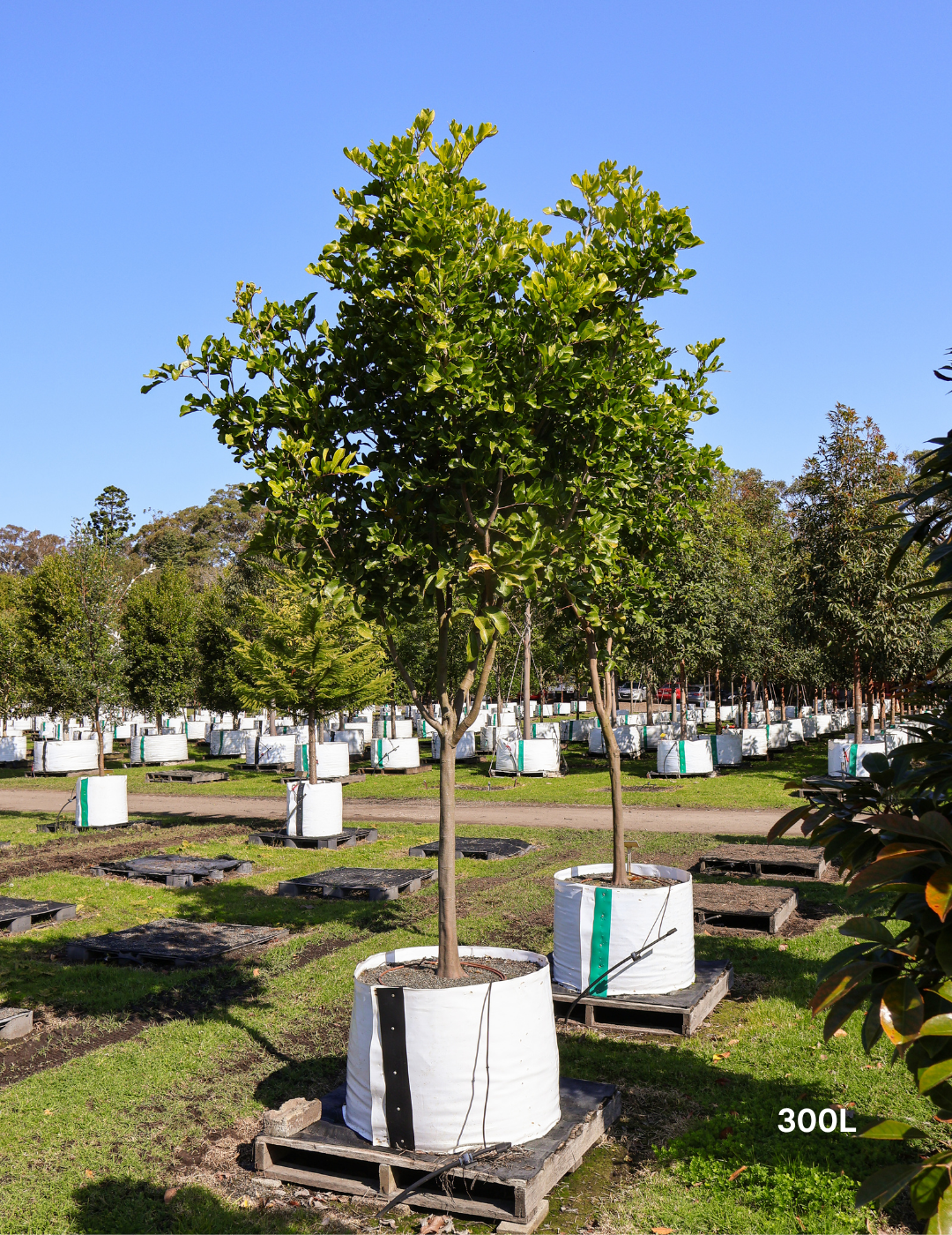Cupaniopsis anacardioides - Tuckeroo Tree