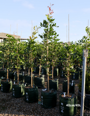 Cupaniopsis anacardioides - Tuckeroo Tree - Evergreen Trees Direct