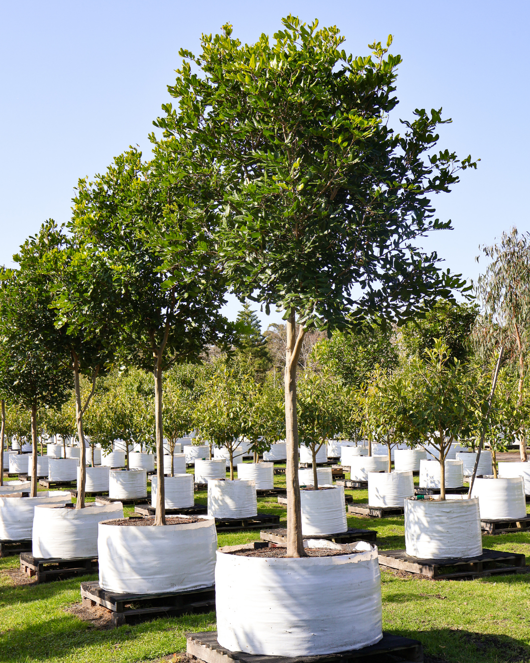 Cupaniopsis anacardioides Tuckeroo Tree