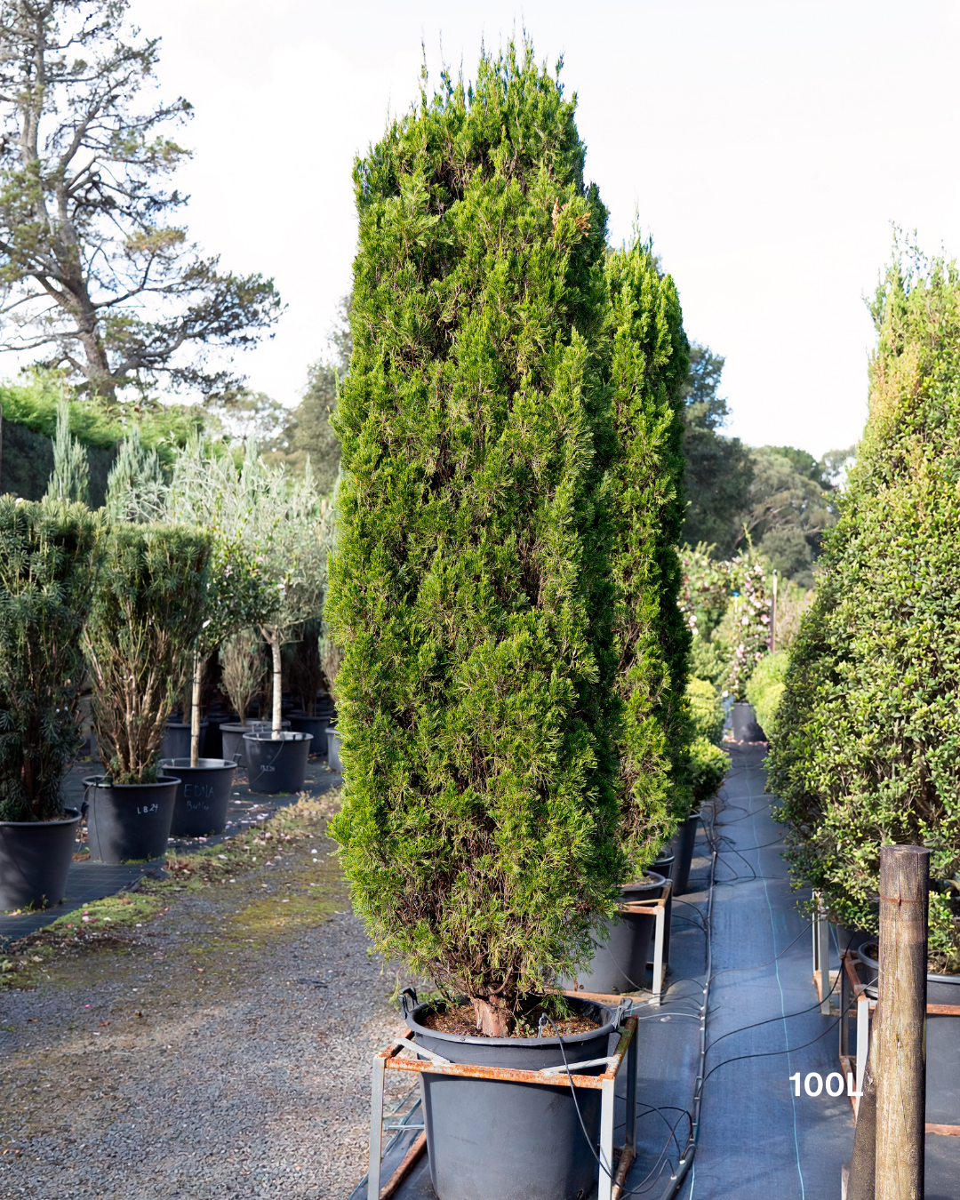 Cupressus torulosa – Bhutan Cypress