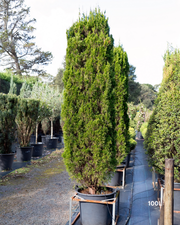 Cupressus torulosa – Bhutan Cypress